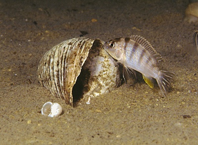 Maylandia lanisticola 'Chembe Beach'